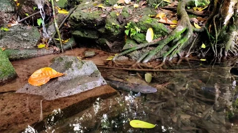 Spring Stream In Clear Lake With Fish On The Bank Stock Footage 231370175