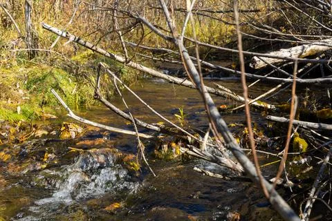 Spring stream with a fast current. A stream in the forest Stock Photos