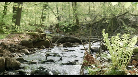 Spring stream flowing through lush forest #6 Stock Footage 308291816