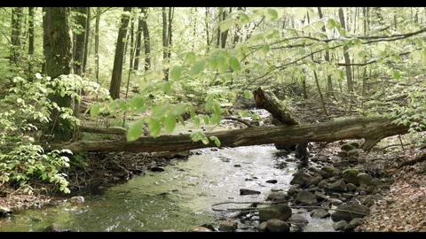 Spring stream flowing through lush forest with fallen tree #12 Stock Footage 308293230