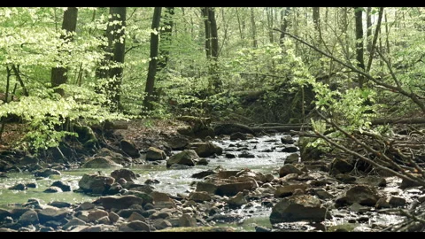 Spring stream flowing through lush forest #5 Stock Footage 308293231