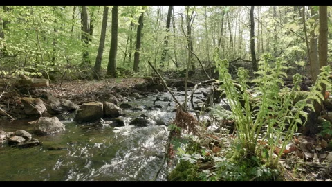 Spring stream flowing through lush forest #4 Stock Footage 308293232
