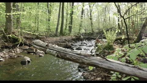 Spring stream flowing through lush forest #3 Stock Footage 308293235