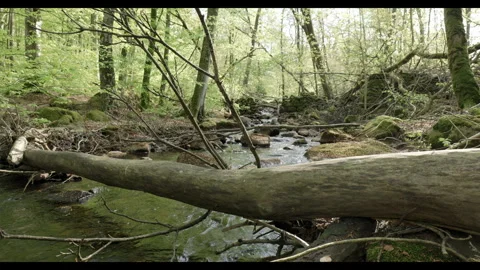 Spring stream flowing through lush forest with fallen tree #13 Stock Footage 308294245