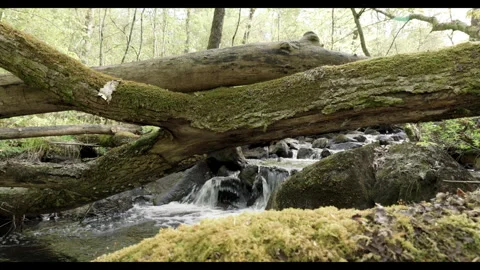 Spring stream flowing through lush forest with fallen tree #11 Stock Footage 308295979