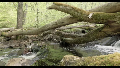 Spring stream flowing through lush forest with fallen tree #10 Stock Footage 308296570