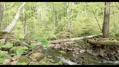 Spring stream flowing through lush forest with fallen tree #9 Stock Footage 308296613