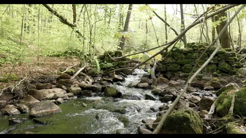 Spring stream flowing through lush forest #2 Stock Footage 308296614