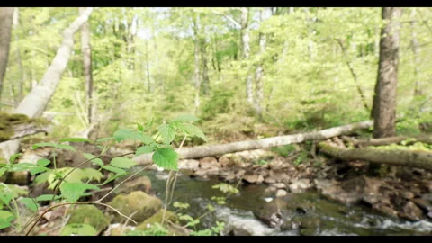 Spring stream flowing through lush forest with fallen tree #8 Stock Footage 308297927