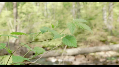 Spring stream flowing through lush forest with fallen tree #7 Stock Footage 308298352