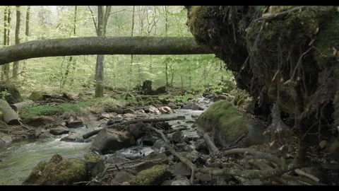 Spring stream flowing through lush forest with fallen tree #6 Stock Footage 308299299