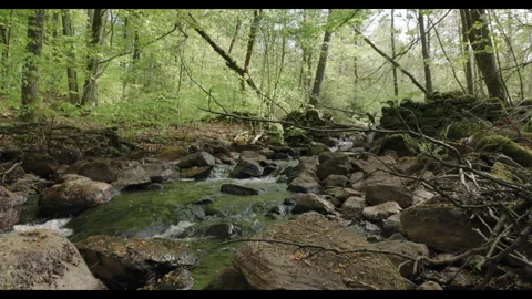 Spring stream flowing through lush forest with fallen tree #5 Stock Footage 308303793