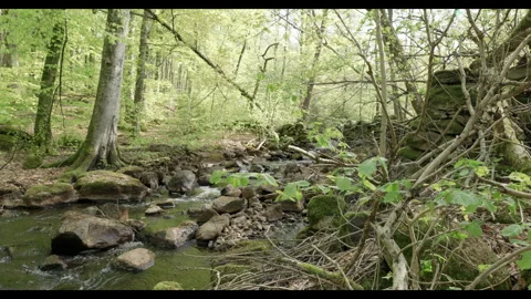 Spring stream flowing through lush forest with fallen tree #4 Stock Footage 308303865