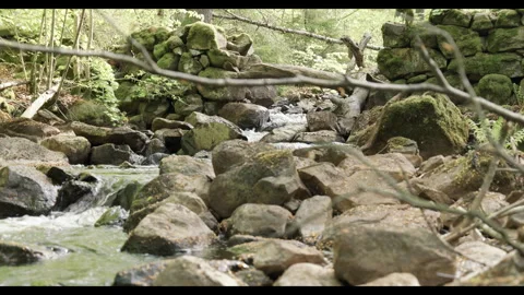 Spring stream flowing through lush forest with fallen tree #3 Stock Footage 308303866