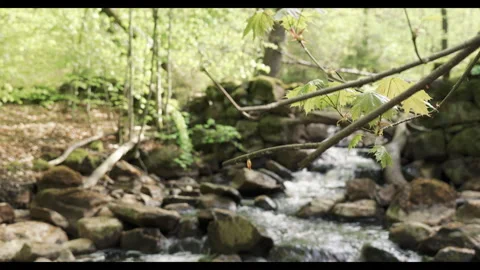 Spring stream flowing through lush forest with fallen tree #2 Stock Footage 308304611