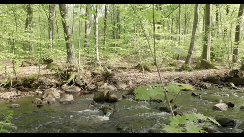 Spring stream flowing through lush forest #1 Stock Footage 308305142