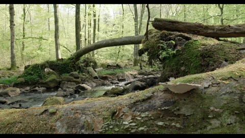 Spring stream flowing through lush forest with fallen tree #3 Stock Footage 308305442