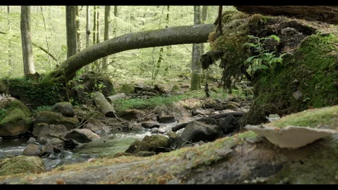 Spring stream flowing through lush forest with fallen tree #2 Stock Footage 308305447