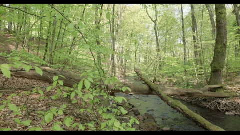Spring stream flowing through lush forest with fallen tree #1 Stock Footage 308305464