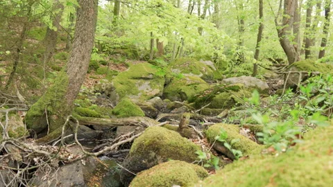 Spring stream flowing through lush forest #1 Stock Footage 308708778