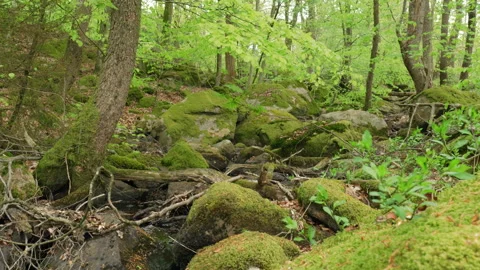 Spring stream flowing through lush forest #2 Stock Footage 308708996