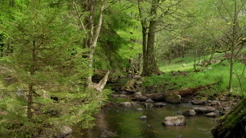 Spring stream flowing through lush forest #3 Stock Footage 308710073