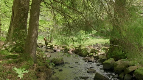 Spring stream flowing through lush forest #4 Stock Footage 308710636