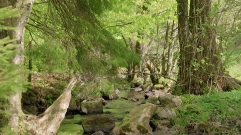 Spring stream flowing through lush forest #5 Stock Footage 308710872