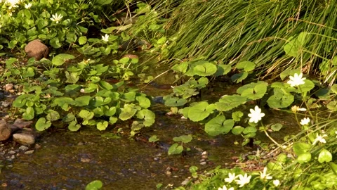 Spring stream flowing through lush green vegetation and white wildflowers i.. Vídeos de archivo 333352676