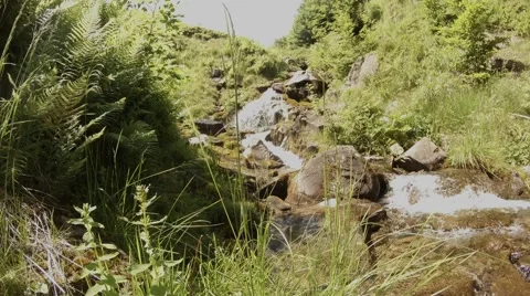 Spring Stream Flows by Cascades Among Freshness Foliage Stock Footage 66579191