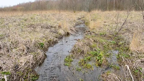 Spring stream flows from the forest Stock Footage 130640769