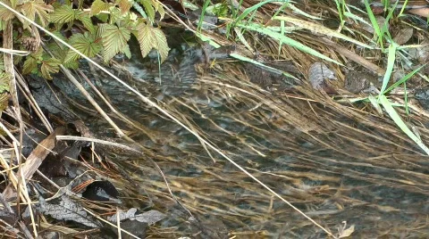 Spring stream. Stock Footage 710868