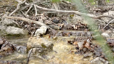 Spring stream 库存影片 8679817