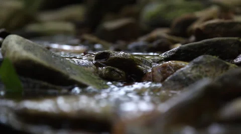 Spring Stream Stock Footage 46203338