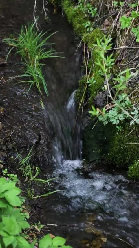 Spring stream in the forest. Brook close-up Video stock 308529129