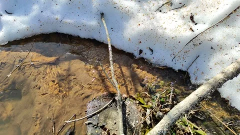 Spring, a stream in the forest due to melting snow Stock Footage 331638217