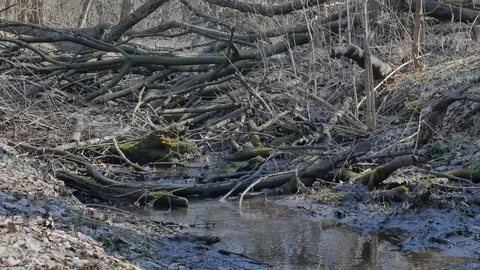 Spring stream in the forest. Nature. 4K video Stock Footage 126000847