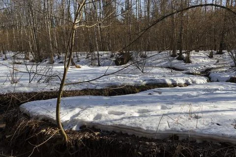 Spring. a stream in the forest. thawing areas. Little creek. Stock Photos