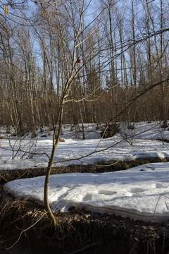Spring. a stream in the forest. thawing areas. Little creek. Stock Photos