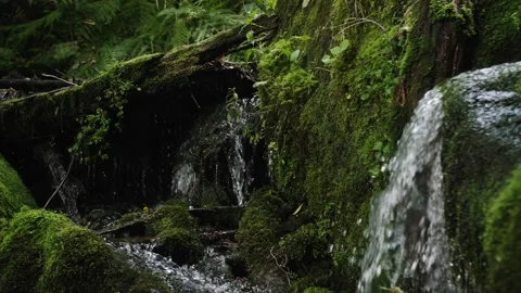 Spring stream runs through the roots of forest trees. Small waterfalls in dark Stock Footage 208890441