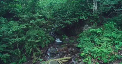 Spring stream runs through the roots of forest trees. Small waterfalls in dark Stock Footage 209126526