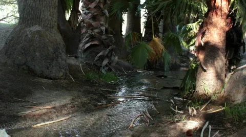 Spring Stream Trickles Slowly by Palms Vidéo 775912