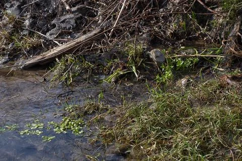 Spring streams flowed. Young grass grows among dry branches Stock Photos