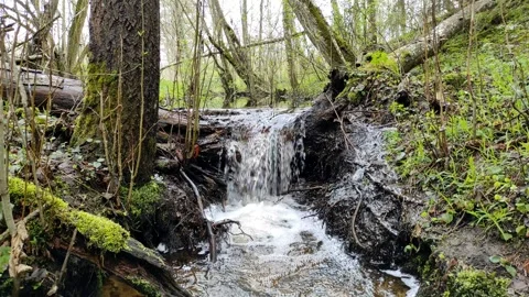 Spring, streams in the forest (1) 4k 30 FPS Stock Footage 273239136