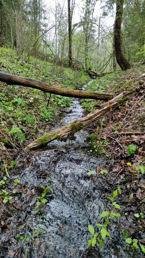 Spring, streams in the forest (10) 4k 30 FPS Stock Footage 273251013