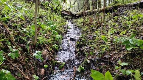 Spring, streams in the forest (11) 4k 30 FPS Stock Footage 273256820