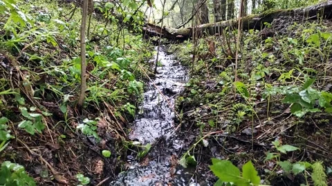 Spring, streams in the forest (12) Full HD 60 FPS Stock Footage 273244029