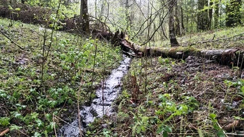 Spring, streams in the forest (13) Full HD 60 FPS Stock Footage 273251828