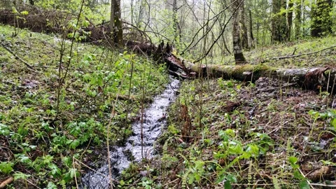 Spring, streams in the forest (14) 4k 30 FPS Stock Footage 273250884