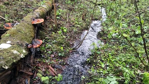 Spring, streams in the forest (15) Full HD 60 FPS Video stock 273245741